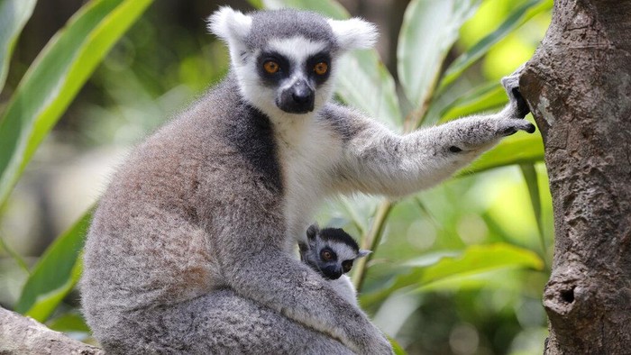 Bali Zoo berhasil mengembangbiakkan 8 ekor dari lima induk Lemur dalam rentang waktu tiga tahun. Seperti apa potret para lemur di kebun binatang itu? Lihat yuk.