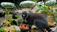 Seekor Lemur (Lemur catta) menyantap buah-buahan yang disajikan dalam perayaan Hari Lemur Sedunia di Bali Zoo, Gianyar, Kamis (29/10/2020). ANTARA FOTO/Nyoman Hendra Wibowo
