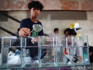Mau Ikan Cupang Kamu Laku Keras hingga Luar Negeri, Begini Jurusnya