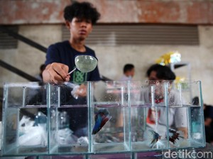 Ikan Cupang Lagi Naik Daun, Racuni Artis hingga Publik Figur