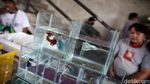 Warna-warni Bazar Ikan Cupang di Pasar Gembrong Baru