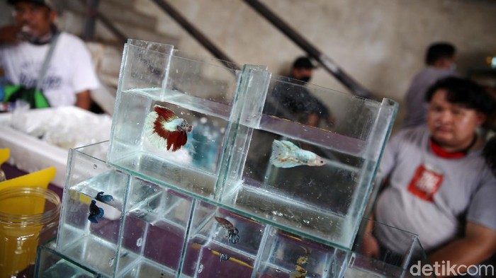 Pengunjung mengamati ikan cupang yang dipajang di Bazar ikan Cupang di Kawasan Pasar Gembrong Baru, Jakarta, Jumat (30/10). Bazar ikan cupang ini digelar mulai hari ini hingga 30 November 2020.