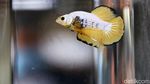 Warna-warni Bazar Ikan Cupang di Pasar Gembrong Baru