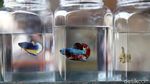 Warna-warni Bazar Ikan Cupang di Pasar Gembrong Baru