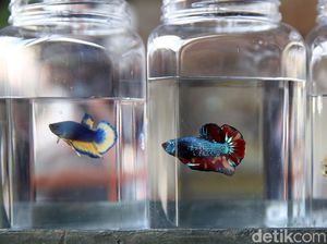 Pamer Ikan Cupang di IG, Erick Thohir: Hobi Jadi Peluang Bisnis!