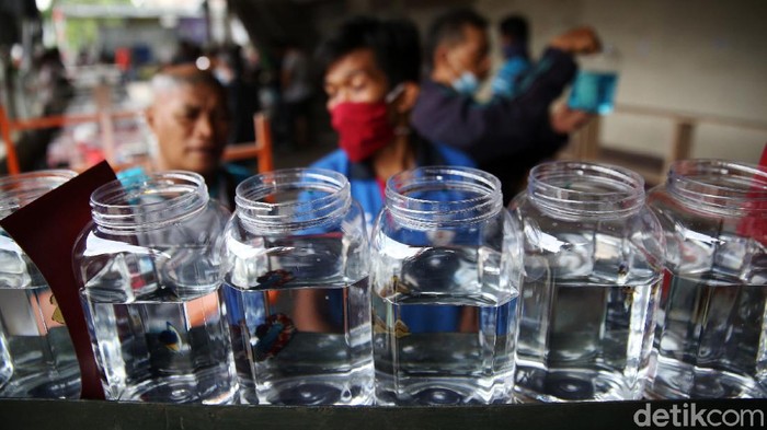 Pengunjung mengamati ikan cupang yang dipajang di Bazar ikan Cupang di Kawasan Pasar Gembrong Baru, Jakarta, Jumat (30/10). Bazar ikan cupang ini digelar mulai hari ini hingga 30 November 2020.
