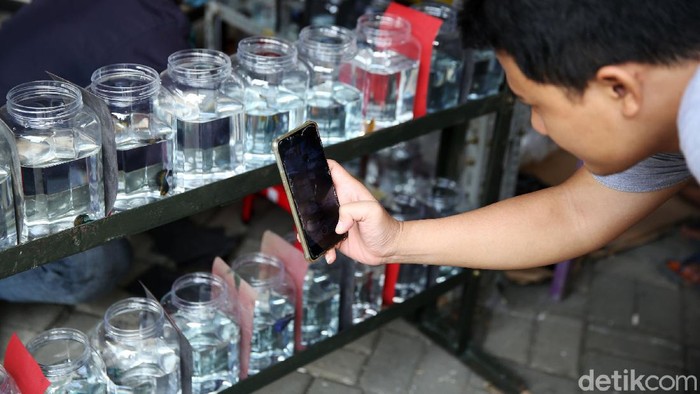 Pengunjung mengamati ikan cupang yang dipajang di Bazar ikan Cupang di Kawasan Pasar Gembrong Baru, Jakarta, Jumat (30/10). Bazar ikan cupang ini digelar mulai hari ini hingga 30 November 2020.