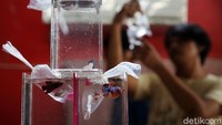 Ikan hias ini dijual dengan harga bervariasi, tergantung jenis dan keindahan warnanya.