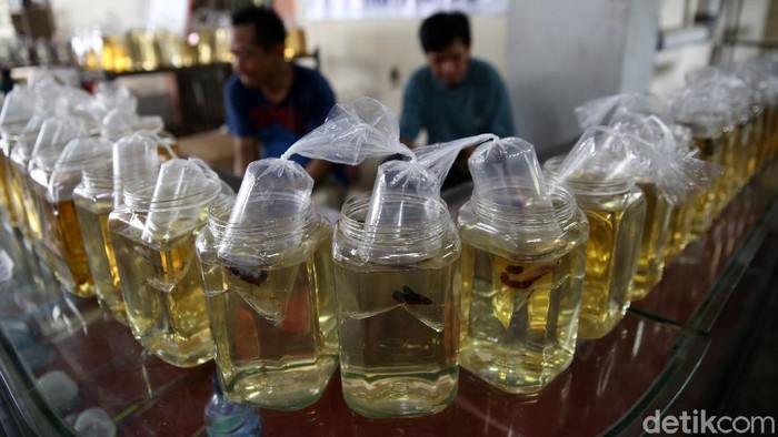 Pengunjung mengamati ikan cupang yang dipajang di Bazar ikan Cupang di Kawasan Pasar Gembrong Baru, Jakarta, Jumat (30/10). Bazar ikan cupang ini digelar mulai hari ini hingga 30 November 2020.