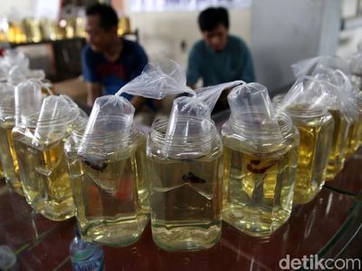 Warna-warni Bazar Ikan Cupang di Pasar Gembrong Baru