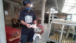 Boleh Dicoba Nih Ternak Musang, Cuannya Lumayan Lho