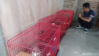 Adapun beternak musang ini telah dilakukan sejak 8 tahun yang lalu. Ia awalnya hanya memiliki 3 ekor, terdiri dua jantan dan satu betina. Kemudian dari iseng-iseng mengawinkan hingga berhasil beternak.