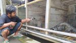 Boleh Dicoba Nih Ternak Musang, Cuannya Lumayan Lho
