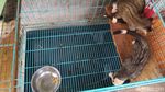 Boleh Dicoba Nih Ternak Musang, Cuannya Lumayan Lho