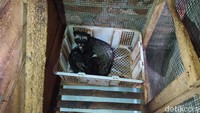 Hasil beternak musang inipun hasilnya menggiurkan sekali. Untuk hasil anak musang yang normal Rp700.000. Kemudian yang mahal sampai Rp20 juta.