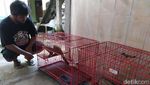 Boleh Dicoba Nih Ternak Musang, Cuannya Lumayan Lho