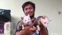Ia yang tinggal di Dusun Ngemplak, Desa Ngrajek, Kecamatan Mungkid, Kabupaten Magelang, Jawa Tengah, saat ini memiliki sekitar 30 ekor musang pandan. Dari 30-an ekor musang ini, 21 ekor indukan, 19 ekor diantaranya  sudah berproduksi.