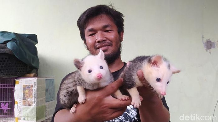 Boleh Dicoba Nih Ternak Musang, Cuannya Lumayan Lho Beternak unggas maupun memelihara ikan mungkin sudah jamak. Lain halnya yang dilakukan, Septiawan Prasetyo Nugroho (28), ini beternak musang atau luak.