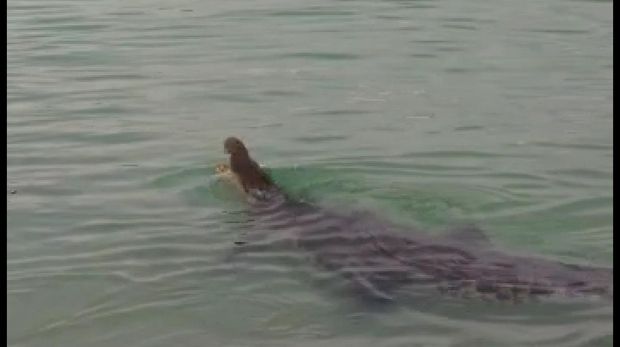 Polisi memastikan video kemunculan buaya di Pantai Tapak Paderi Bengkulu hoax.