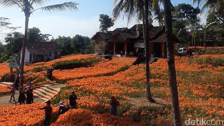 Kebun bunga Amarilis Gunungkidul