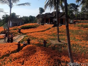 Kamu Sudah Lihat Cantiknya Kebun Bunga Amarilis?