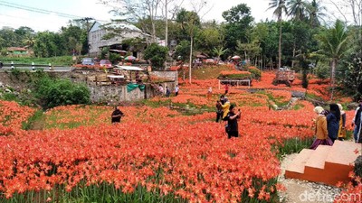 Kebun Bunga Amarilis di Gunungkidul Jogja Sedang Mekar Lho