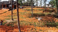 Di era new normal ini, pengunjung kebun bunga amarilis harus memakai masker dan lolos cek suhu tubuh. (Pradito Rida Pertana/detikcom)