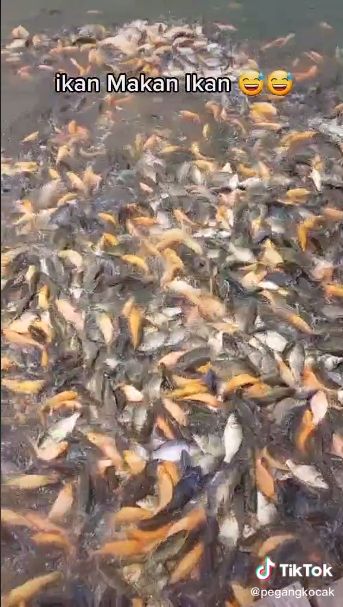 Ngakak! Pria Ini Iseng Kasih Makan Ikan dengan Ikan Goreng Sambal