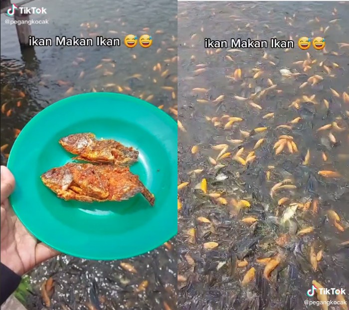 Ngakak! Pria Ini Iseng Kasih Makan Ikan dengan Ikan Goreng Sambal