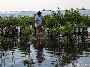 Jakarta Diprediksi Tenggelam 2050, Pakar BRIN: Karena Land Subsidence