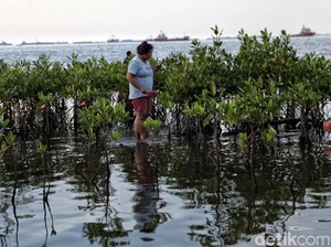 Ingin Seperti Dulu Kala, Pantai Marunda Menghijau meski Amat Perlahan