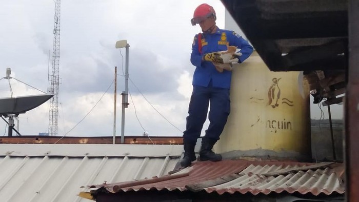 Petugas pemadam kebakaran mengevakuasi kucing liar yang terjebak di atas ruko ITC Roxy Mas