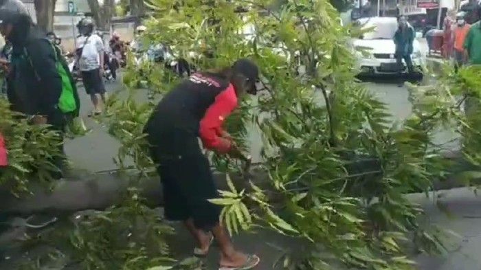 pohon tumbang timpa biker