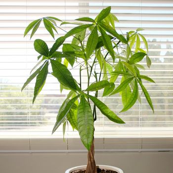 Pachira Aquatica - Guiana Chestnut from Central and South America, commonly sold as a 