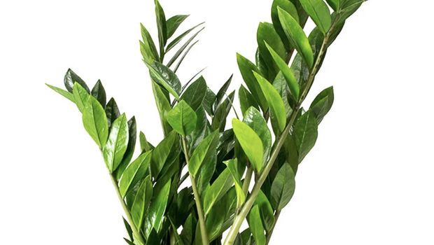 ZZ (Zamioculcas Zamiifolia)