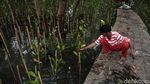 Aksi Tanam Mangrove untuk Lindungi Jakarta
