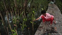 Sebanyak 1.600 bibit Mangrove ditanam sejak dua minggu lalu.