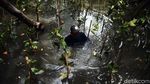Aksi Tanam Mangrove untuk Lindungi Jakarta