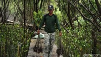 Pekerja menyiapkan bibit Mangrove yang akan ditanam.