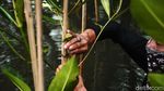 Aksi Tanam Mangrove untuk Lindungi Jakarta