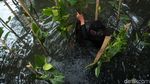Aksi Tanam Mangrove untuk Lindungi Jakarta