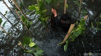 Hutan Mangrove memiliki peran penting bagi perlindungan daratan Jakarta.
