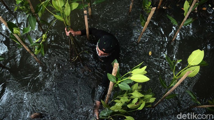 Aksi Tanam Mangrove untuk Lindungi Jakarta Penanaman hutan bakau menjadi penting sebagai pelindung daratan di kawasan pesisir pantai Jakarta