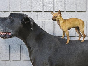Studi DNA Ungkap Anjing adalah Sahabat Tertua Manusia