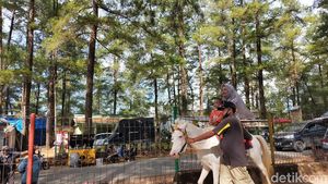 Foto: Berkuda Menjelajahi Sejuknya Hutan Pinus Malino, Mau?