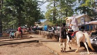 Untuk mencapai Taman Wisata Alam Malino, traveler bisa menggunakan kendaraan mobil pribadi dengan waktu tempuh perjalanan selama 3 jam dari Makassar. Namun disarankan untuk berhati-hati lantaran beberapa jalan menuju lokasi ini rusak dan berlubang. (Ibnu Munsir/detikcom)
