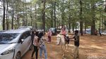 Foto: Berkuda Menjelajahi Sejuknya Hutan Pinus Malino, Mau?