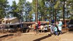 Foto: Berkuda Menjelajahi Sejuknya Hutan Pinus Malino, Mau?