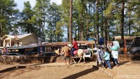 Bagi traveler yang suka dengan petualangan, sensasi berkuda mengililingi bukit dan hutan dengan jejeran pohon pinus tentu jadi kesenangan tersendiri. Udaranya juga sejuk, cocok buat refreshing. (Ibnu Munsir/detikcom)