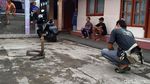 Covid, King Cobra Kembaran Garaga